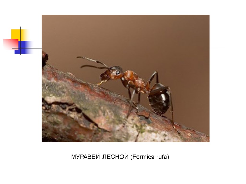 МУРАВЕЙ ЛЕСНОЙ (Formica rufa)